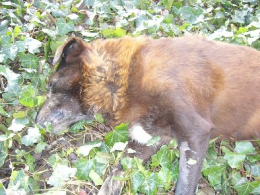 Câine mort, „ambalat” într-un sac şi depozitat într-o ladă frigorifică! Iubitorii de animale sunt scandalizaţi